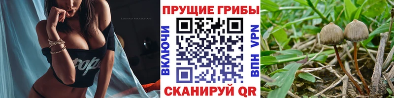 Купить  Агрыз  Псилоцибиновые грибы мухоморы 